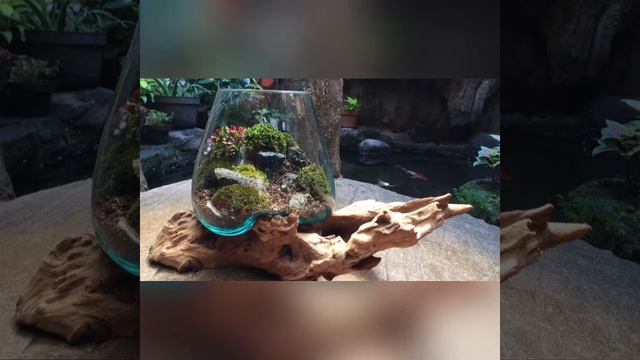 Glasswood Terrarium, Pot Tiup Terrarium, Terrarium Setup смотреть онлайн
