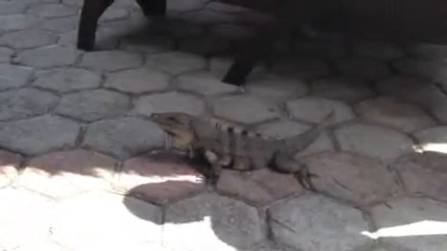 Обнаглевшая мексиканская игуана смотреть онлайн