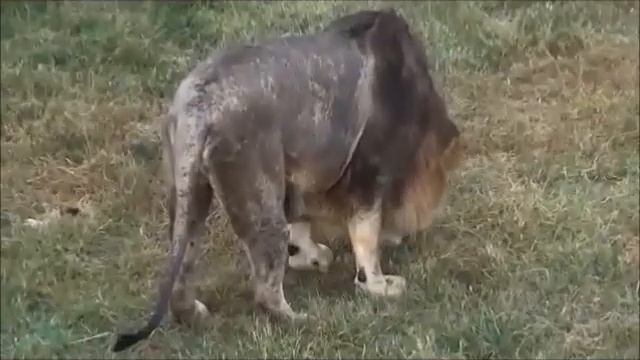 Сказка и Тайган - парки без времени смотреть онлайн
