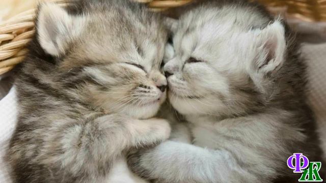 - ПОДЕЛИЛИ мы с женой дом и КОТЯТ, но им-то это не объяснишь, вот и передумали разводиться-то! смотреть онлайн