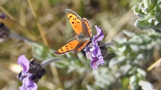 Mariposa Lycaena Phlaeas en Lavanda смотреть онлайн