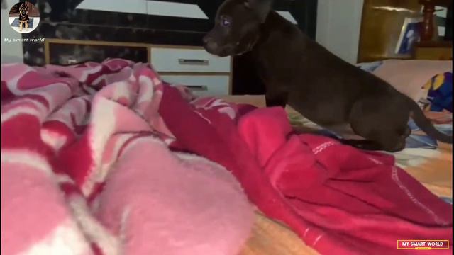 Black Pitbull puppies for sale | Low price | @EynathegsdLife смотреть онлайн