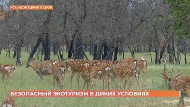 Фотоохота на оленей: где в Ростовской области наблюдать за дикими животными смотреть онлайн