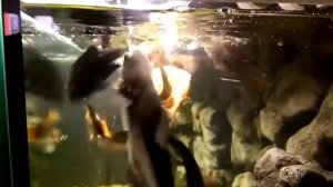 Обзор аквариума на 500 литров. Процесс кормления астронотусов, пангасиусов и мастацембелов.