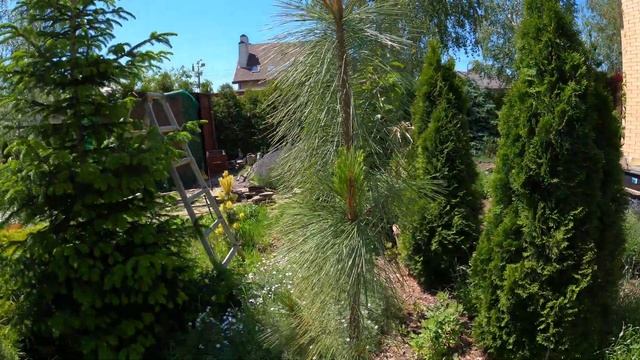 Сосна желтая (Pinus Ponderosa Penaz) 4к
