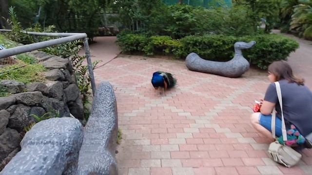 ЧЕДЖУДО: ПАРКИ, ПЕЩЕРЫ, МОРЕ | КОРЕЯ ВЛОГ смотреть онлайн