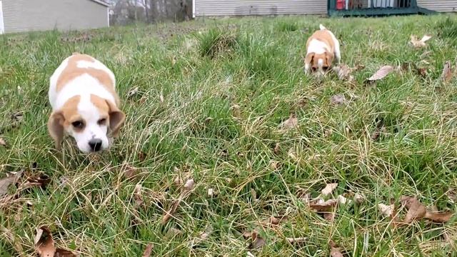 Meet the new family members (Molly and Sketch) смотреть онлайн