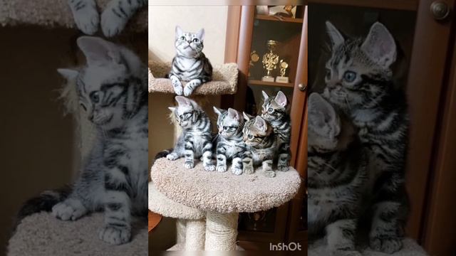 Котята американской короткошерстной кошки