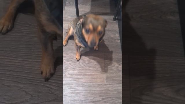 Принц собрался на прогулку смотреть онлайн