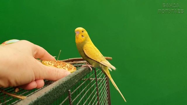 3 причины почему попугай отрыгивает корм смотреть онлайн