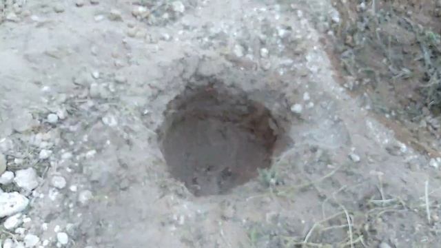 Comment Planter Euphorbia Tirucalli смотреть онлайн