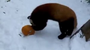 Беспощадное нападение красной панды