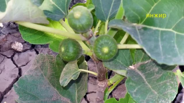 Виноградник Фото смотреть онлайн