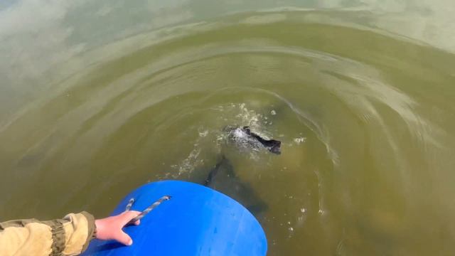 Привоз пасты, форель холодного копчения, зарыбление 88,0 кг форели. Клев утренний. смотреть онлайн