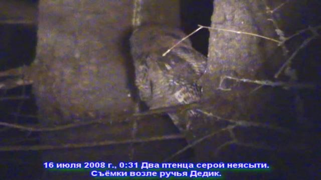 Серая неясыть 2 Семейство смотреть онлайн