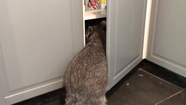 Енот ищет вкусняшки смотреть онлайн