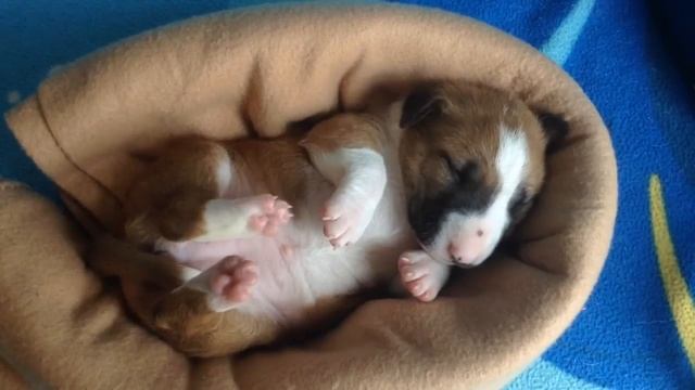 Бультерьеры, 2 недели, сладкий сон смотреть онлайн