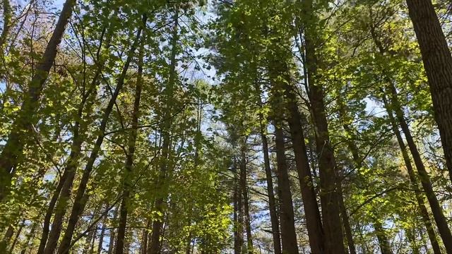 20 Seconds of Peace, forest edition смотреть онлайн