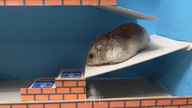 Хомяк Клава в поисках МАРИО🐹 Лабиринт СУПЕР МАРИО🐹 Полоса препятствий смотреть онлайн