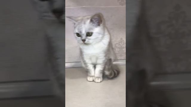 Шотландская серебристая шиншилла смотреть онлайн