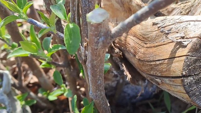 Прививки весной.01.05.23.Сев Каз..Ч.491. смотреть онлайн