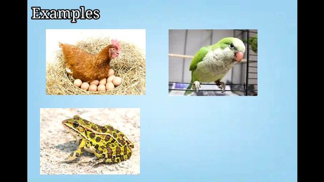 | Viviparous And Oviparous Animals | Reproduction In Animals |