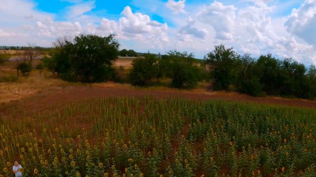 Diatone Roma F5 v2. Gopro 8 black 4K footage. Подсолнухи и красивое небо смотреть онлайн