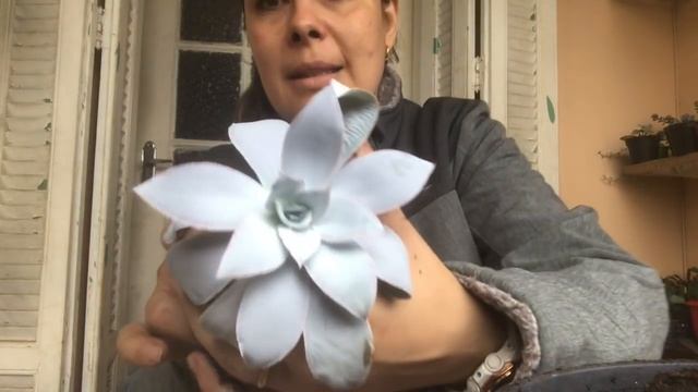 Cuidando das minhas Echeverias Cante смотреть онлайн