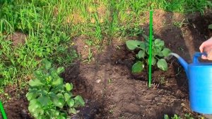 Выращиваем георгины без лишних хлопот. Секреты пышных георгинов