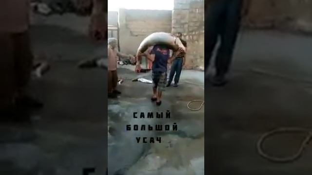 Самый большой УСАЧ. В Узбекистан смотреть онлайн