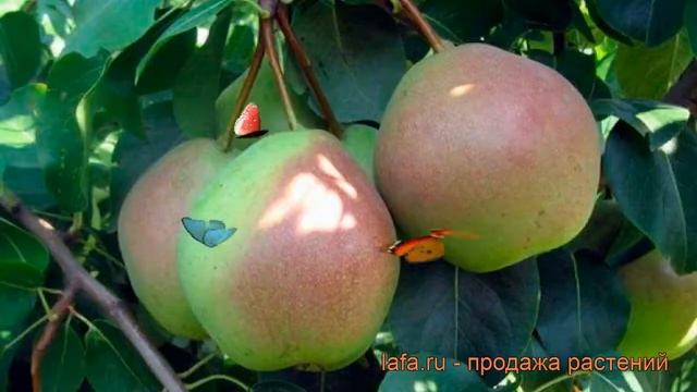 Груша плодовая Десертная Россошанская ? обзор: как сажать, саженцы, крупномеры груши смотреть онлайн