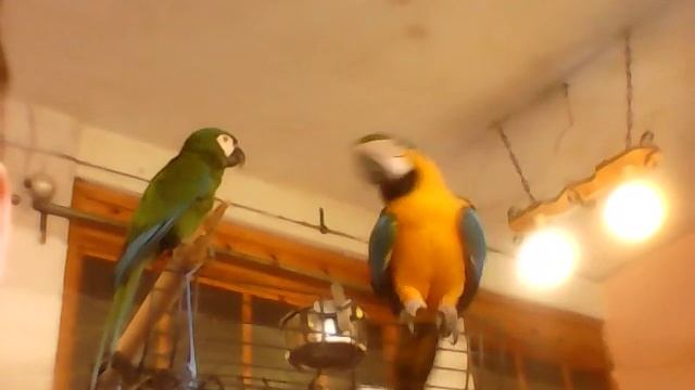 Как разговаривают попугаи. Как выглядят попугаи. смотреть онлайн
