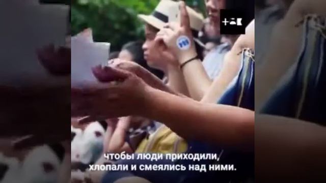 Любите ходить в дельфинарии и в цирк? смотреть онлайн