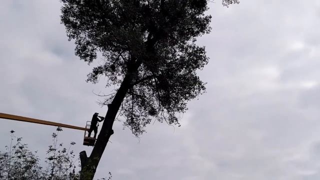 Падение деревьев смотреть онлайн
