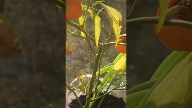 Не только цветы, кое-что можно и скушать!!! смотреть онлайн