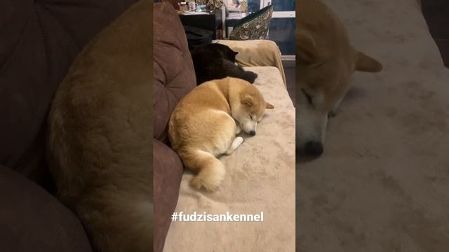 Спят любимые подружки Питомник японских собак сиба и сикоку смотреть онлайн