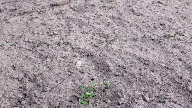 Дача 21 апреля 2021 года в Беларуси. Посадка хвойных растений, альпийская горка, красивая природа. смотреть онлайн