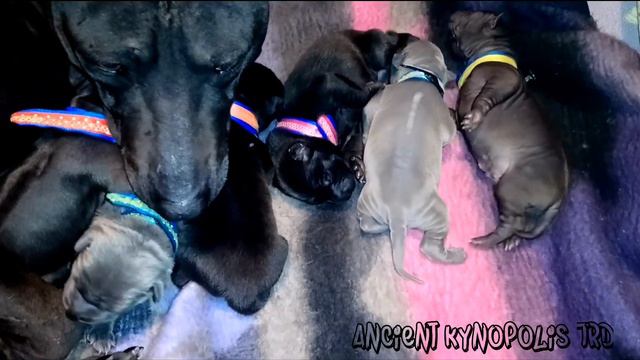 Jatawa Of Noppakao X Sasouke Ancient Kynopolis Thai Ridgeback Dog Puppies