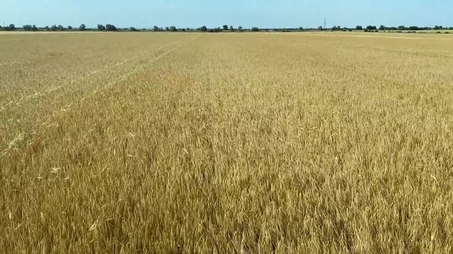 Уборка ячменя после Евролайтинга | Итоги опытов по фунгицидам смотреть онлайн