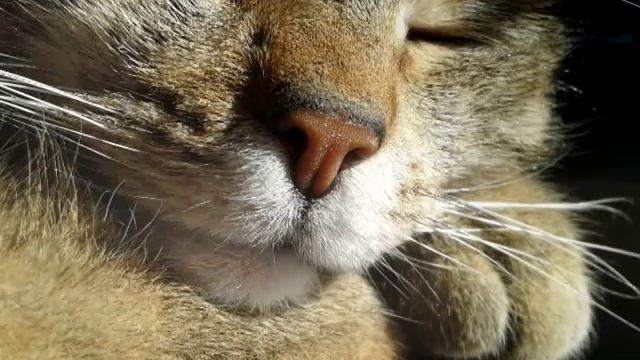 ASMR АСМР: Звук кошки, мурлыканье кота. The sound of a cat, purring cat. смотреть онлайн