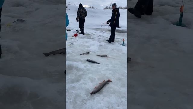 Платная рыбалка, пруд Чёрные камни 27.02.21. Форель. смотреть онлайн