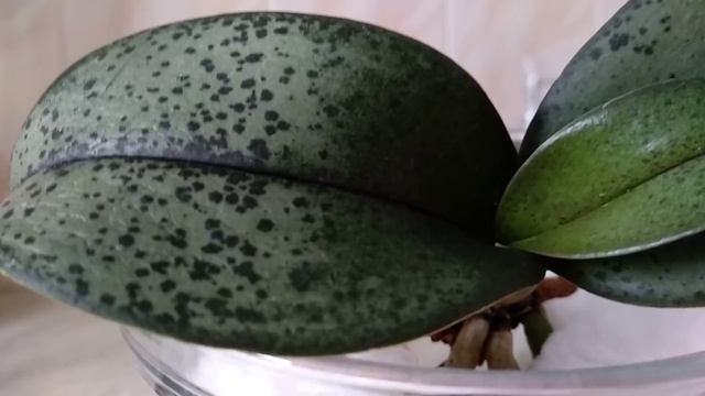 СДЕЛАЙТЕ ЭТО орхидеи! ВСЕГО одна ЛОЖКА ПОМОЖЕТ корням! орхидеи ОБЛОЖИ ватой, чтобы ОБРОСЛИ корнями!