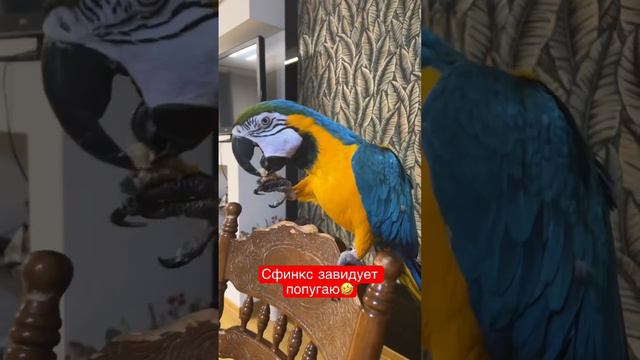 Сфинкс тихо завидует попугаю. Угадайте почему? смотреть онлайн