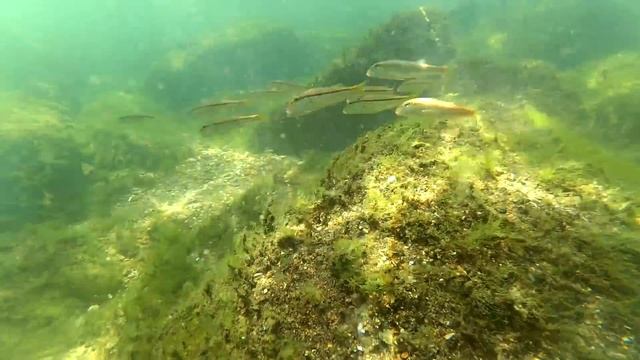 Выживание на берегу Черного моря. Ловим рыбу на уху. Морская рыбалка смотреть онлайн