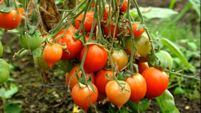 Уникальный томат - Гераниум Кисс