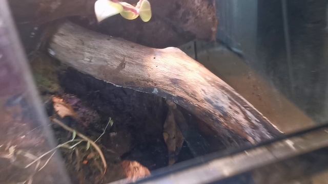 Dart Frog And Mourning Gecko Communal Setup смотреть онлайн