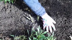 Подготовка пионов к зиме  Обрезка  Подкормка  Лечение  Укрытие