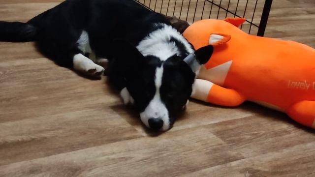 Вечер с Иваром)) Чтобы ухо стояло) смотреть онлайн