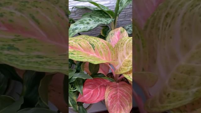 Мои комнатные растения #природа #растения #цветоводство #цветы #plants #flowers #flower #love смотреть онлайн