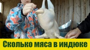 Сколько мяса в индюке, разделка обычного деревенского индюка. Разведение индюков